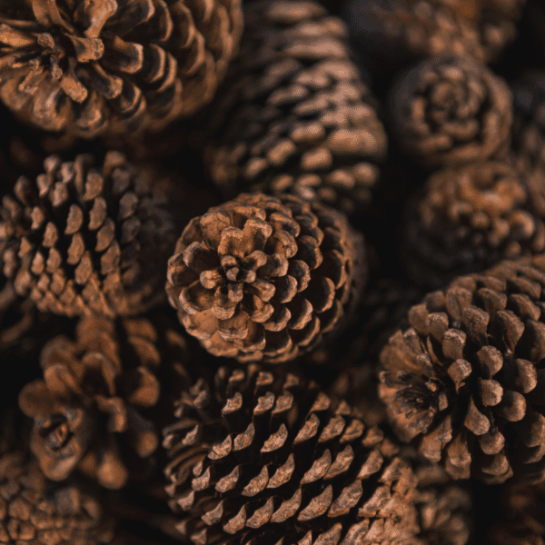 Essential Oil Cedarwood - Gambar 2