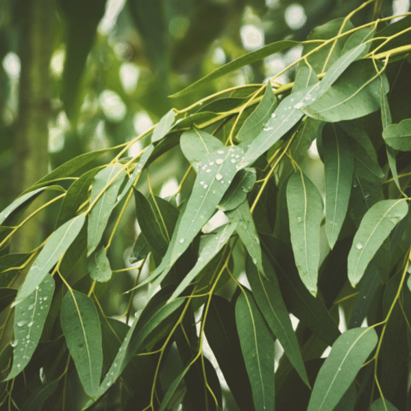 Essential Oil Eucalyptus - Gambar 2