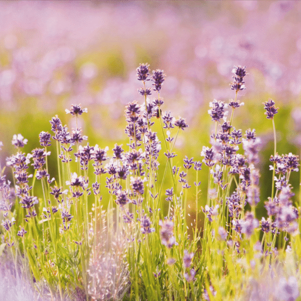 Essential Oil Lavender - Gambar 2