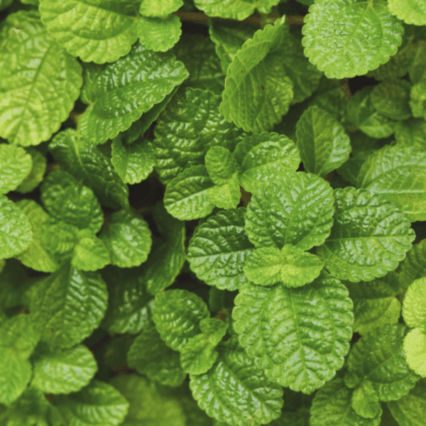 Peppermint